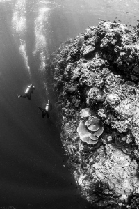 Bunaken wall by Mathieu Foulquié 